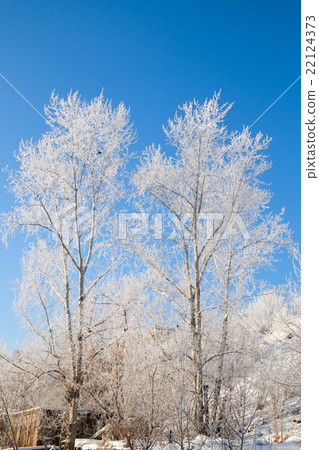 Two trees covered with snow Two trees covered with snow 22124373