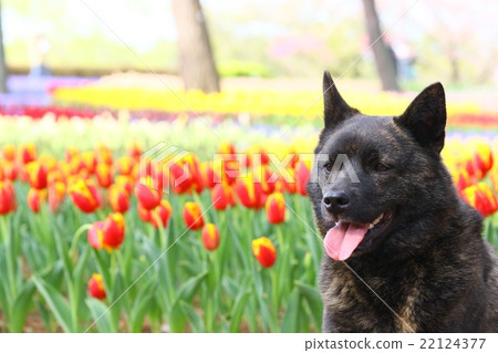 Kai dog Kai dog 22124377