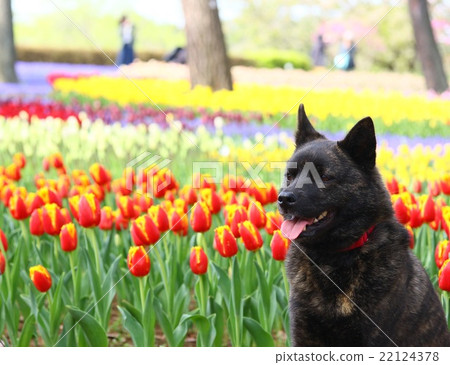 Kai dog Kai dog 22124378