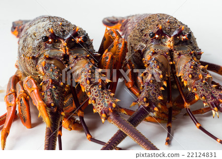Mean Looking Crayfish Mean Looking Crayfish 22124831