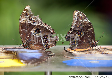 Two Blue Morphus butterfly Two Blue Morphus butterfly 22125242