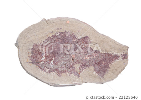 Fossil on white background with clipping mark Fossil on white background with clipping mark 22125640