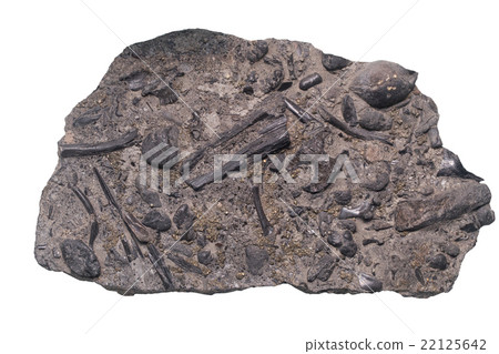 Fossil on white background with clipping mark 22125642