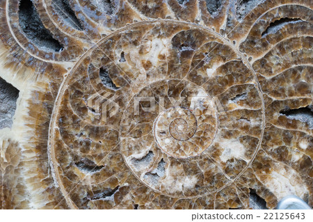 Fossil on white background with clipping mark Fossil on white background with clipping mark 22125643