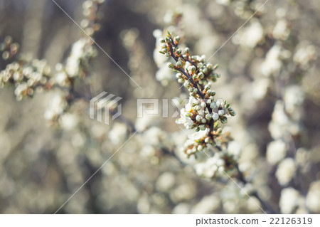 Blackthorn in bloom 22126319