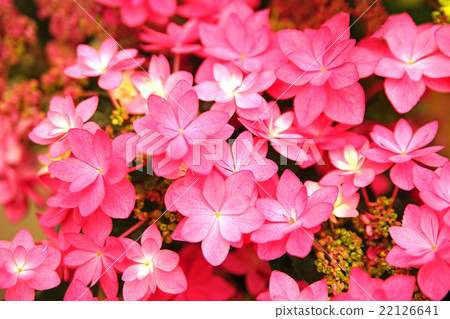 Colorful hydrangea Colorful hydrangea 22126641