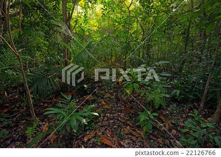 Jungle 22126766
