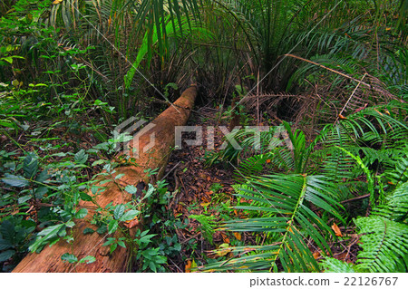 Tropical forest Tropical forest 22126767