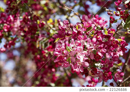 Pink club Apple flowers 22126886