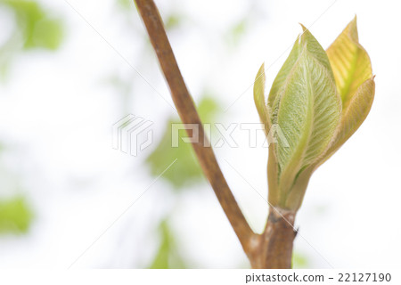 Spring bud new sprouts 22127190