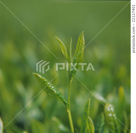 Tea leaves 7 Tea leaves 7 22127401