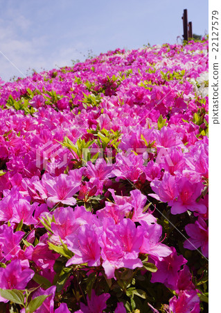 Azalea Azalea 22127579