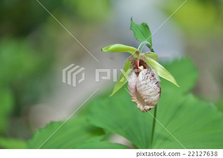 Bear flowers 22127638