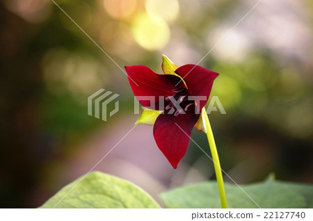 Akabana Eniree Akabana Eniree 22127740