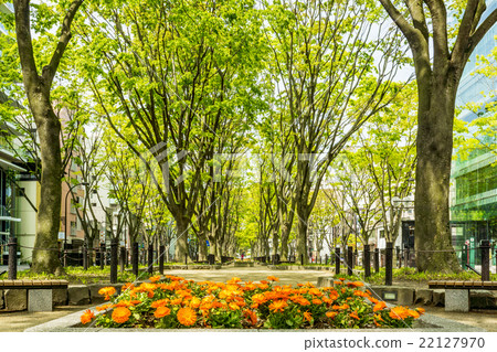 Shinzenji-dori Park of fresh green 22127970