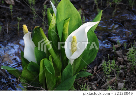 岩手沒有Mizuhashi 22128049