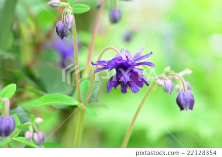 Western Odamaki Blue Barrow 22128354