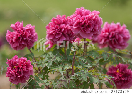 Button Button 22128509