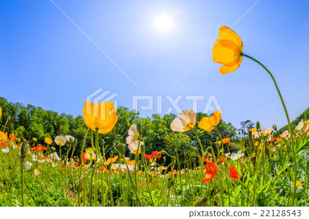 Flower garden of Iceland poppy 22128543
