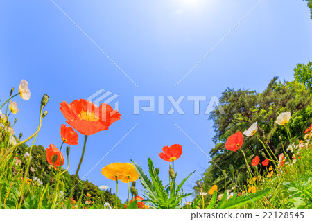 Flower garden of Iceland poppy Flower garden of Iceland poppy 22128545