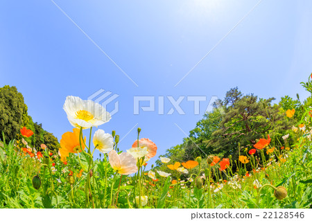 Flower garden of Iceland poppy Flower garden of Iceland poppy 22128546