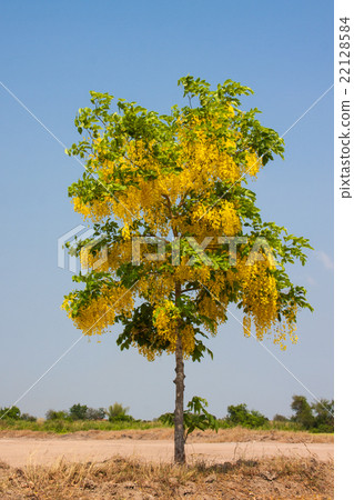 cassia flower tree 22128584