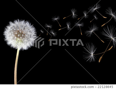 Dandelion Dandelion 22128645