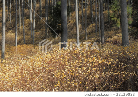 Mitsumata的殖民地 Mitsumata的殖民地 22129058