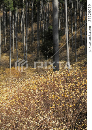 Colony of Mitsumata 22129059