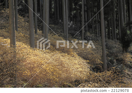 Colony of Mitsumata Colony of Mitsumata 22129078