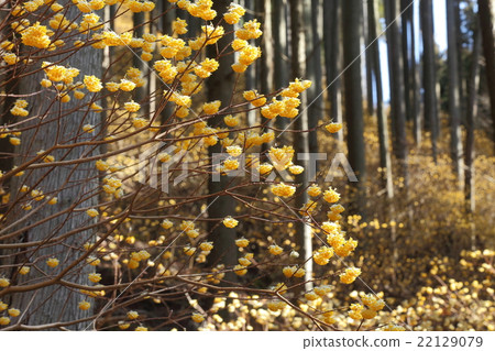 Colony of Mitsumata Colony of Mitsumata 22129079