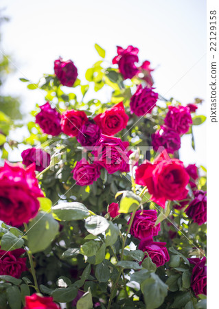 Red roses blooming along the river of Nakanoshima, Kita Ward, Osaka-shi Osaka prefecture 22129158