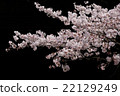 Cherry Blossoms	 22129249