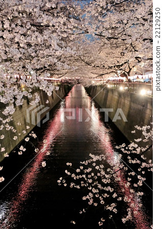 Cherry blossoms of Meguro River Cherry blossoms of Meguro River 22129250