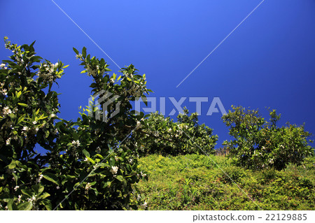 Mandarin orange flowers Mandarin orange flowers 22129885