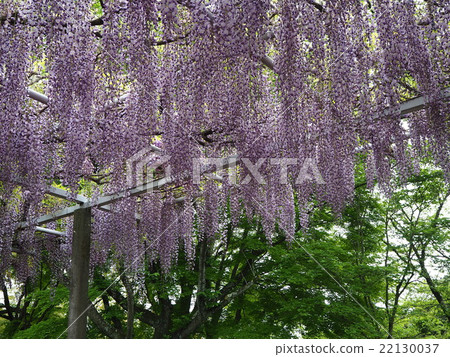 Wisteria trellis Wisteria trellis 22130037