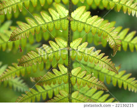 Fern leaves 22130215