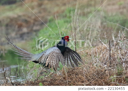 Mother's pantyhose of pheasant 22130455