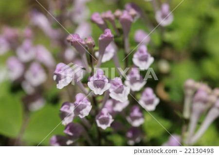 Skullcap Skullcap 22130498