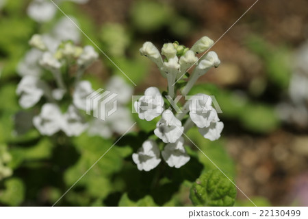 Skullcap Skullcap 22130499