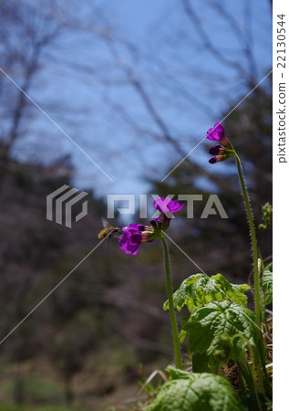 Ezo桃子 Ezo桃子 22130544