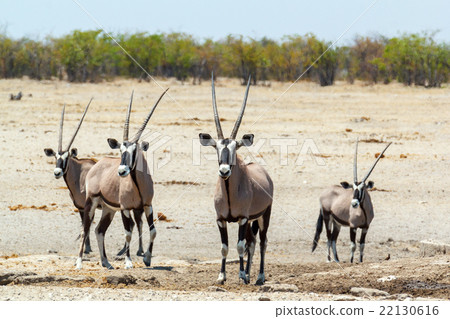 Gemsbok, Oryx gazella in savanna Gemsbok, Oryx gazella in savanna 22130616