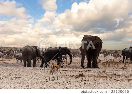 full waterhole with Elephants 22130626
