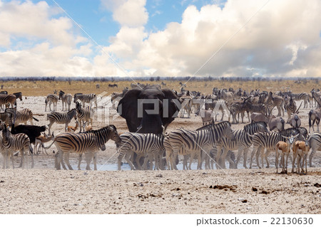 full waterhole with Elephants 22130630