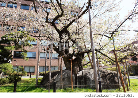 [Natural Monument] Ishiwari Sakura in full bloom 22130633