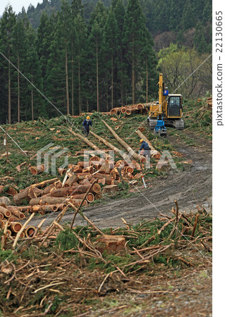 Logging of cedars Logging of cedars 22130665