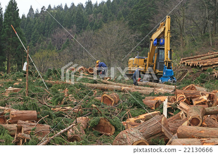 Logging of cedars Logging of cedars 22130666