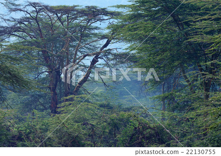 African forest 22130755