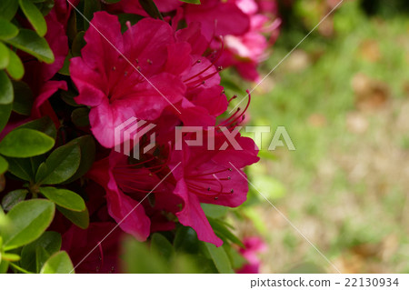 Pinkish Kirishima Azalea Pinkish Kirishima Azalea 22130934