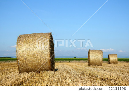 Wheat straw roll 4 (wheat straw roll) 22131198